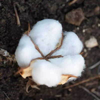 story-full-natural_raw_cotton